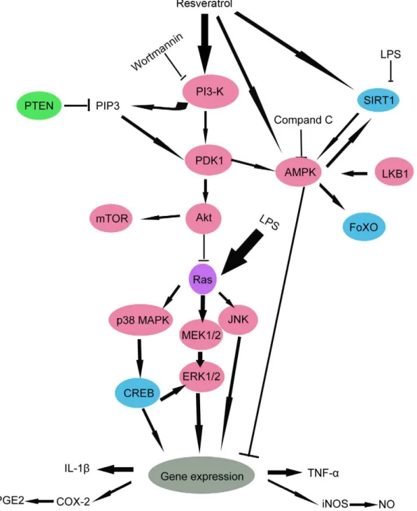Figure 11. A schematic diagram showing the interlinks of PI3-K signaling pathway.