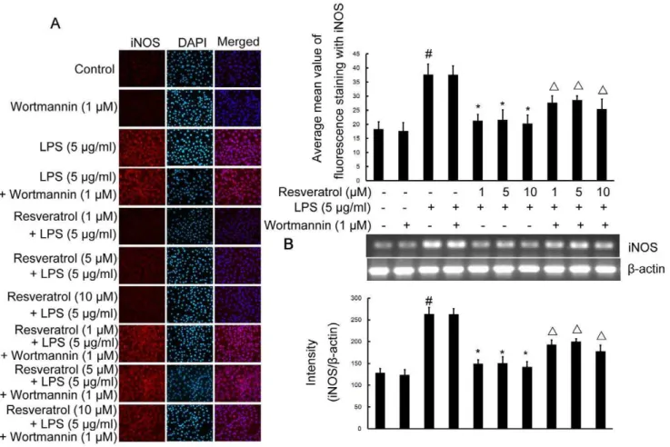 Figure 5. PI3-K is required for resveratrol-inhibited expression of iNOS protein and mRNA induced by LPS in RAW 264.7 macrophage cells