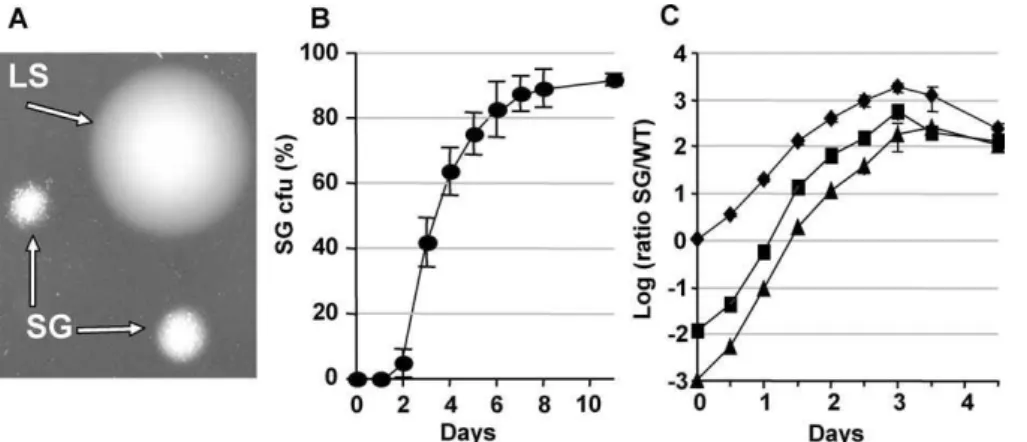 Figure 1. A New Colony Morphotype Is Rapidly Selected during Colonisation