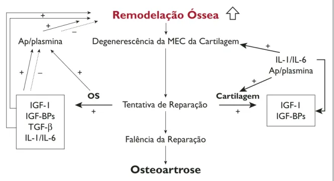 Figura 1. Representação esquemática dos mecanismos envolvidos na remodelação do osso subcondral artrósico e possí- possí-vel interacção com a cartilagem (reproduzido da referência 16).