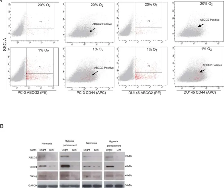 Figure 6. CD44 bright cells are mainly positive for ABCG2, Oct3/4 and Nanog. (A) Double staining of CD44 and ABCG2 surface markers with flow cytometry assay shows higher levels expressions of these factors in both cell lines under hypoxia for 48 hours