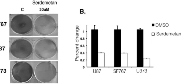 Figure 4. Survival of cells treated with Serdemetan. A) Colony forming assay was performed on SF767, U373, and U87 cells under hypoxia for 48 h with DMSO or Serdemetan