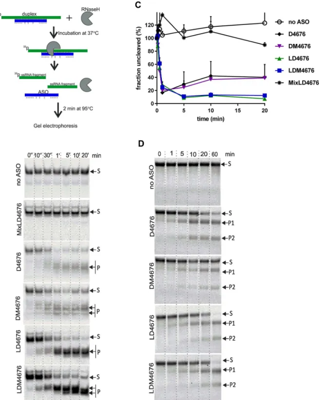 Fig 6. RNase H-mediated degradation of pre-formed ASO:RNA duplexes and in vitro-synthesized RNAs targeted by ASOs