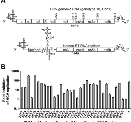 Fig 2. RNAi-guided oligonucleotide target-site selection in the coding region of HCV RNA