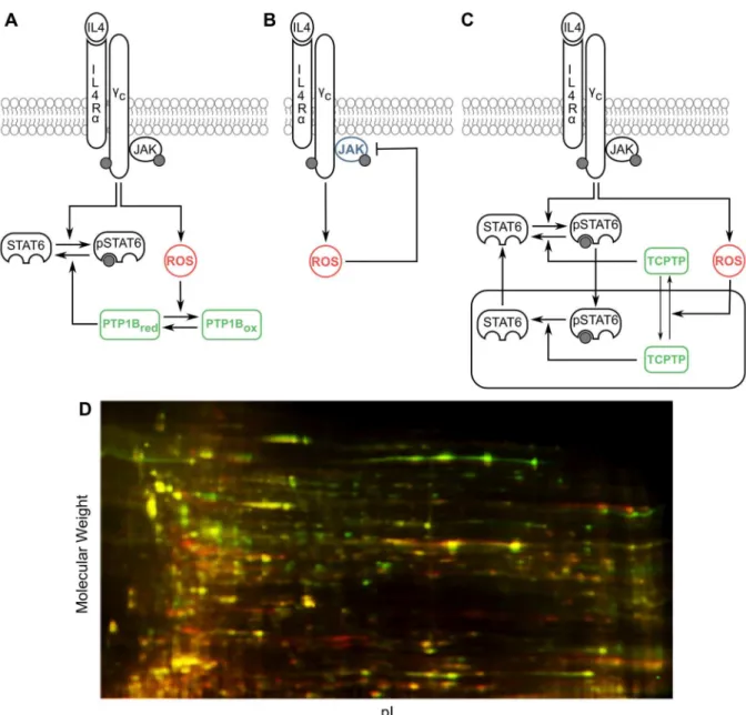 Fig 1. Putative mechanisms of redox regulation in the IL-4 pathway. (A) Reversible oxidative inhibition of PTPs