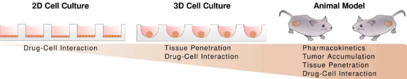 Figure 1. 3-D cultures as intermediary between 2-D cultures and animal models. Intermediate in complexity, 3-D cultures permit the systematic, high-throughput assessment of formulation properties in a controlled environment that approximates important prop