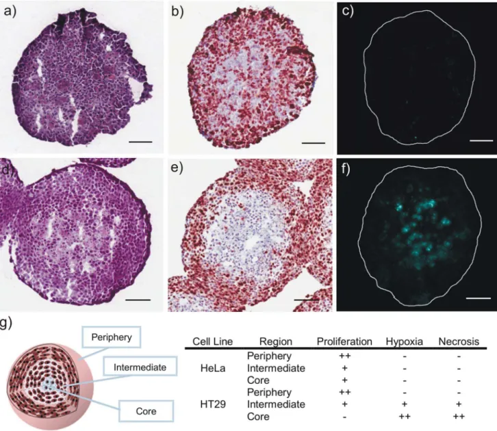 Figure 8. Histological assessment of spheroid microenvironment. HeLa (a–c) and HT29 (d–f) MCTS cross-sections stained with H&amp;E (a, d), Ki67 proliferation marker (b, e) and EF5 (c, f), a marker of hypoxia