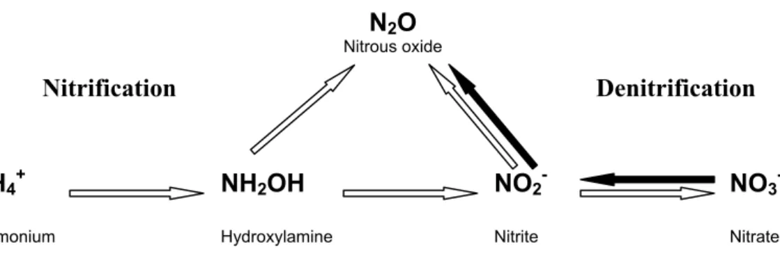 Fig. 1. Conceptual model indicating the major pathways for N 2 O formation regarded in this study