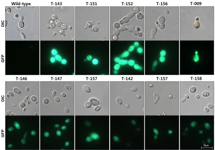 Figure 4. Expression of eGFP in 11 transformants. DIC, differential interference contrast images; GFP, fluorescence image.