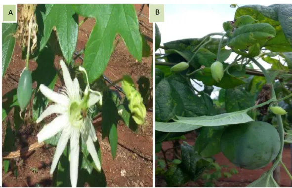 Figura  1  -  Cultivar  BRS  Pérola  do  Cerrado durante  o  experimento,  Embrapa  Cerrados  –  Planaltina-DF,   2015 - flor(A) e fruto(B)
