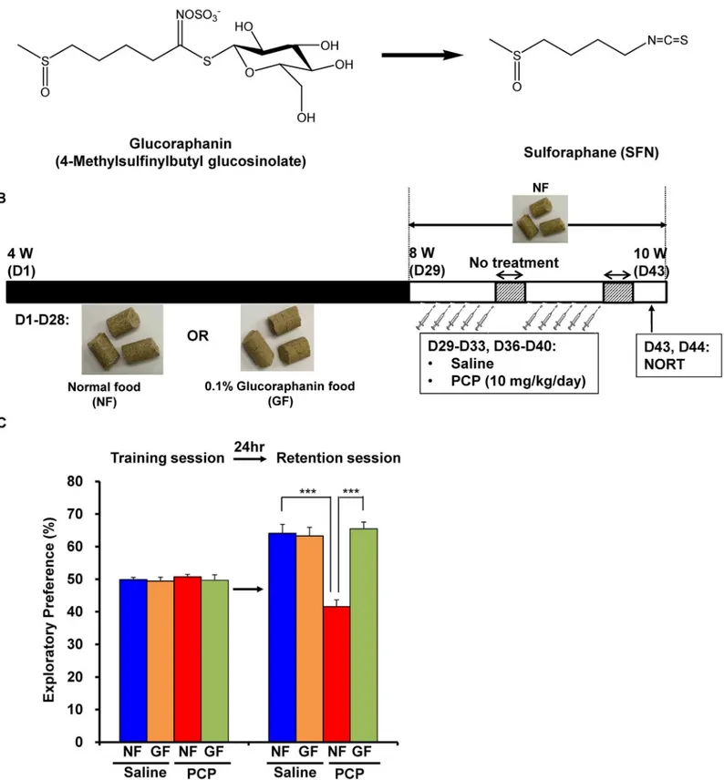 Fig 4. Prophylactic effect of dietary GF food during juvenile and adolescence on PCP-induced cognitive deficits in mice at adulthood