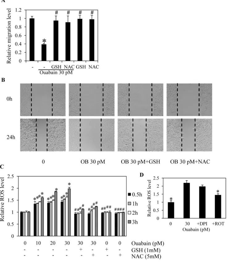 Figure 5. Ouabain inhibits cancer cell migration through reactive oxygen species (ROS) generation