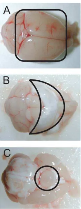 Figure 1 shows the hippocampus, hypothalamus and cortex as they were removed from the mouse brain
