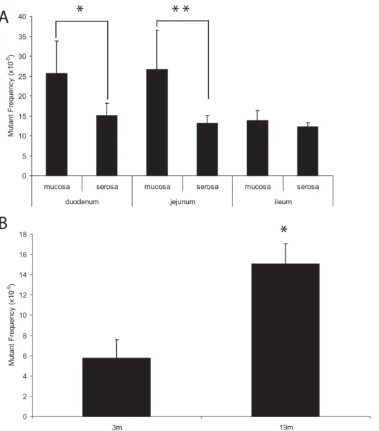 Figure 6. Mutant frequencies in intestinal subparts. (A) Spontaneous lacZ mutant frequencies in the mucosal or serosal layers of the duodenum, jejunum or ileum of 19-month old mice