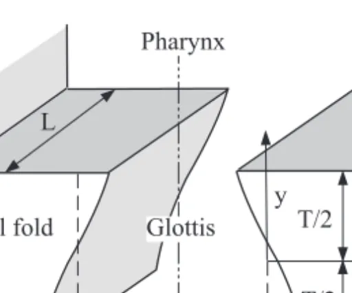 Fig. 1. Mucosal wave model of the vocal folds.