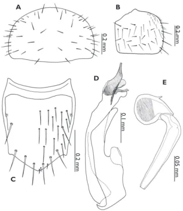Figure 2.  Discoxenus katayamai. A pronotum B elytron C abdominal tergite VIII D median lobe of  aedeagus, in lateral view, and E spermatheca.