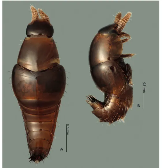 Figure 3. Habitus of Odontoxenus thailandicus. A dorsal view and B lateral view.
