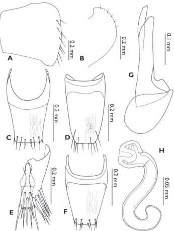 Figure 4. Odontoxenus thailandicus. A elytron B pronotum C male abdominal tergite VIII D male ab- ab-dominal sternite VIII E male abab-dominal tergite IV &amp; V F female abab-dominal tergite VIII G median lobe  of aedeagus, and H spermatheca.