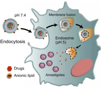 Figure 2 Hypothetical mechanisms of the internalization of pH-sensitive liposomes.