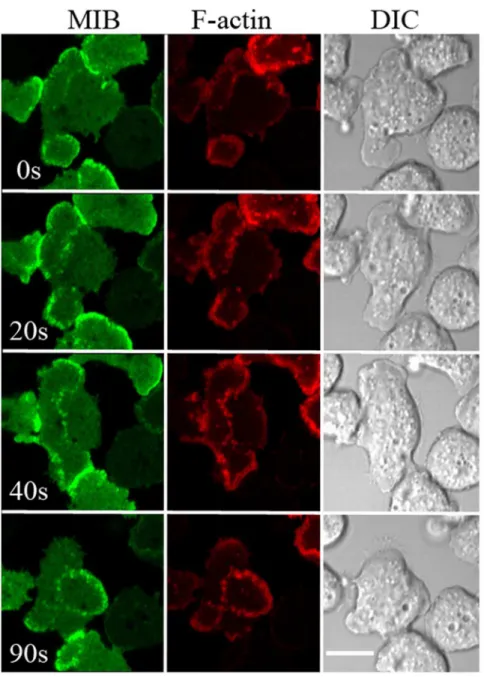 Fig. 6. Most of these mutants and their localizations in vivo were described earlier [25]