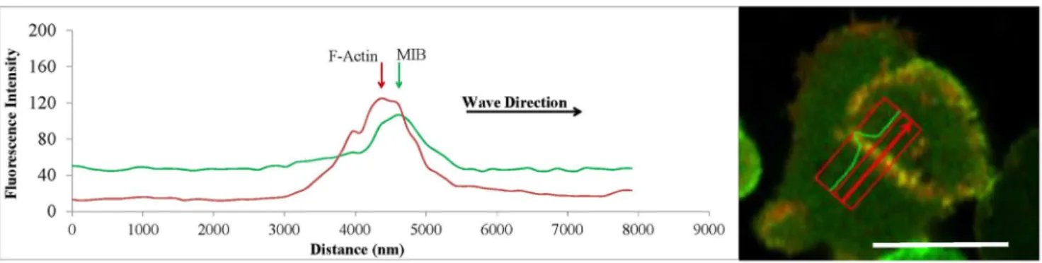 Figure 6. MIB mutants used in the current study.