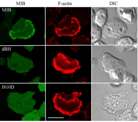 Figure 7. The BH-site is essential for the association of MIB with actin waves. myoB 2 -cells were co-transfected with mRFP-lifeact and either GFP-MIB, GFP-dBH or GFP-I810D as indicated in the figure