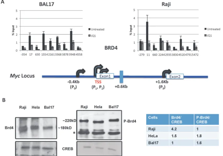 Fig 2. Brd4 occupancy and expression in different cells. Cells were either untreated or treated with 1 μM of JQ1 for 2 hours