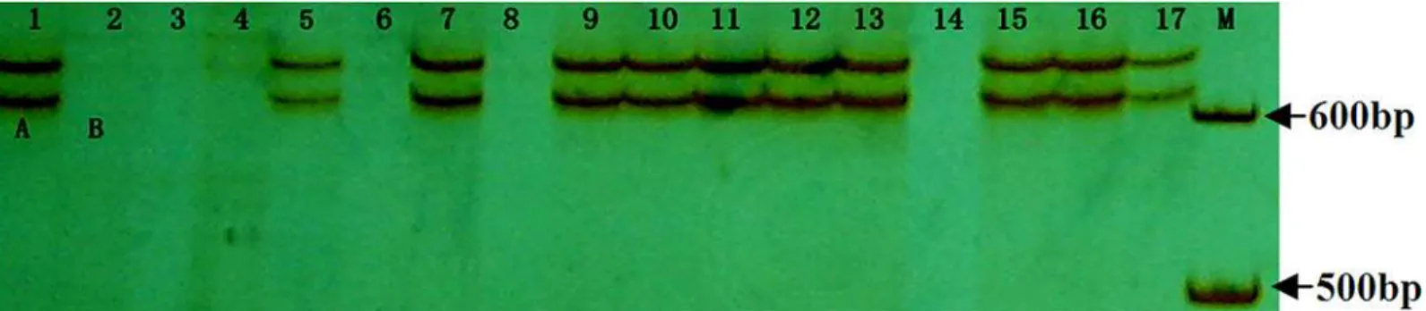 Fig 2. Amplified patterns of Tackx4 from Chinese Spring nullisomic — tetrasomics using T19-20 primer pair