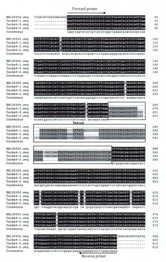 Fig 5. Sequence alignment of Tackx4-1 , Tackx4-2 , Tackx4-3 , and Tackx4b (BM138354). Primer pair sequences and intron regions were marked