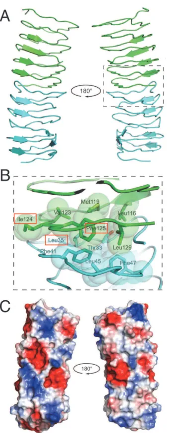 Fig 4. Modeling of the dimerization domain of bactofilin predicts hydrophobic interface and charged surfaces