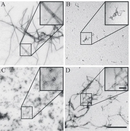 Fig 5. Evaluation of polymerization and fiber formation of recombinant mutant forms of BacM