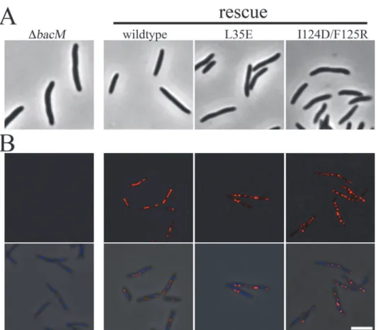 Fig 6. Mutations to putative BacM interface fail to rescue the morphological phenotype of a deletion mutant