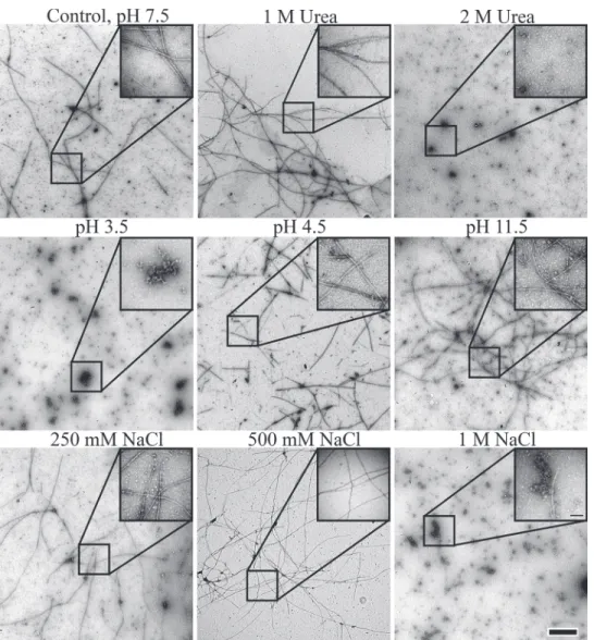 Fig 7. Evaluation of polymerization and fiber formation of recombinant wild type BacM in the electron microscope after various treatments