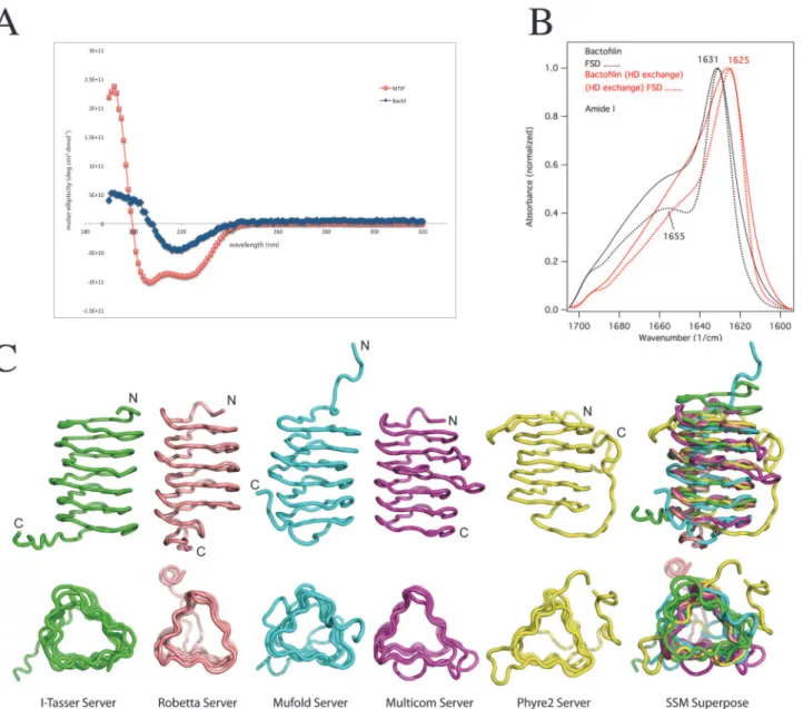 Fig 1. Generation of an in silico BacM model. (A) The CD spectrum of isolated purified BacM fibers indicates a β-structure-only protein devoid of α-helices.