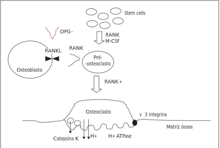 Figura 2. Mecanismos reguladores da diferenciação e actividade dos osteoclastos.