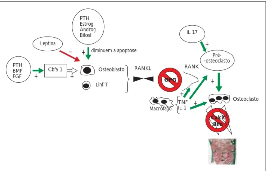 Figura 3. Regulação da remodelação óssea - células e mediadores moleculares.