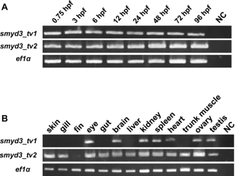 Figure 1. Expression of smyd3_tv1 and smyd3 _ tv2 in the developing zebrafish embryos and adult tissues (A) RT-PCR analysis was performed using smyd3_tv1 and smyd3_tv2- specific primer sets, with RNA extracted from zebrafish embryos at 0.75, 3, 6, 12, 24, 