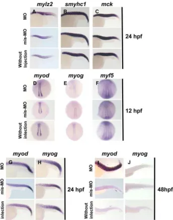 Figure 5. In situ hybridization analysis of terminal differenti- differenti-ation markers of skeletal muscle and myogenic regulatory factors
