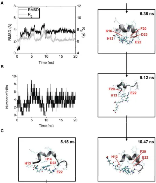 Figure 10. Structural changes of trajectory 5 of the Ab-Pep1b system. The RMSD and R g of the Ab middle region (A) and the number of HBs between Ab and Pep1b (B) are shown