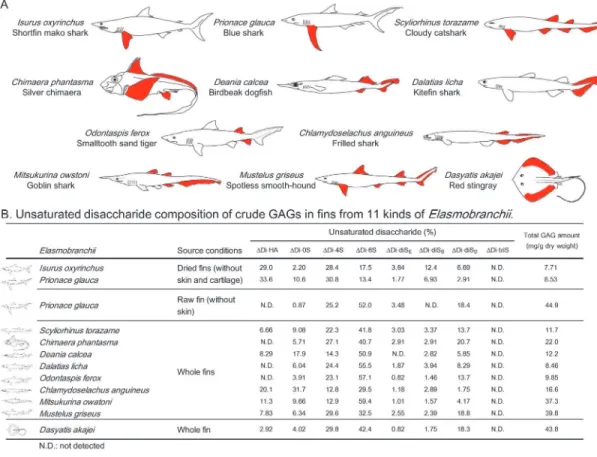 Fig 1. GAG components from various kinds of Elasmobranchii . (A) Depiction of 11 kinds of Elasmobranchii