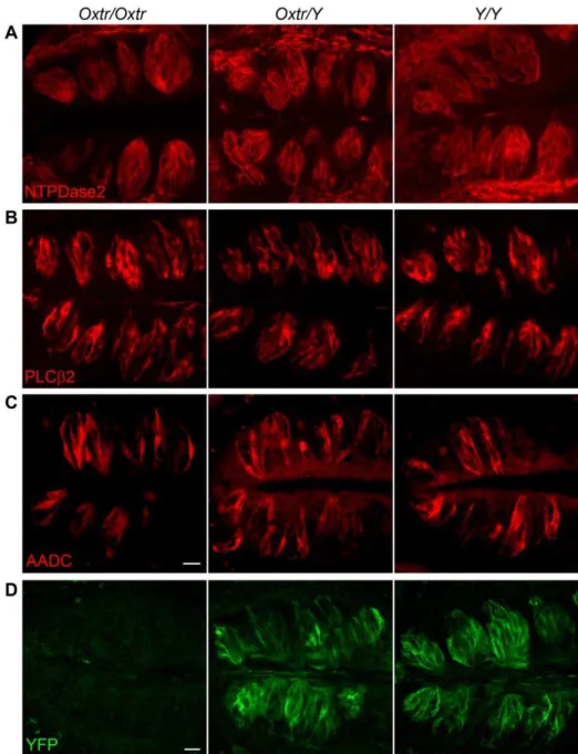 Figure 7. OXTR deficiency does not alter the morphology of taste buds. Vallate papillae were harvested from mice of the following genotypes: wildtype ( Oxtr/Oxtr ), heterozygous ( Oxtr/Y ), or homozygous for the OXTR-YFP knock-in allele ( Y/Y )