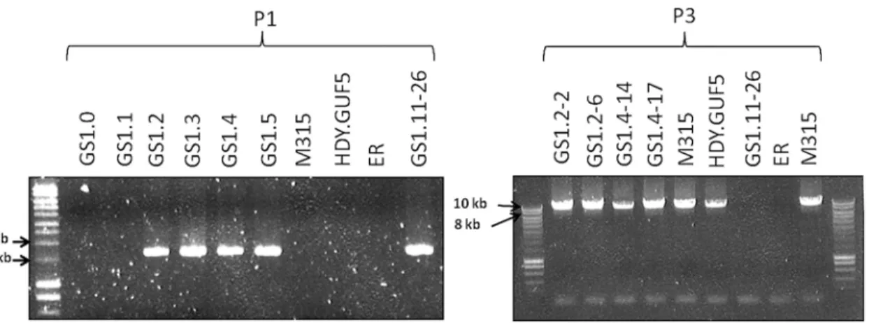 Fig 5. Evaluation of the XylA-locus in cultures and single cell clones obtained from the various stages of the evolutionary adaptation process.