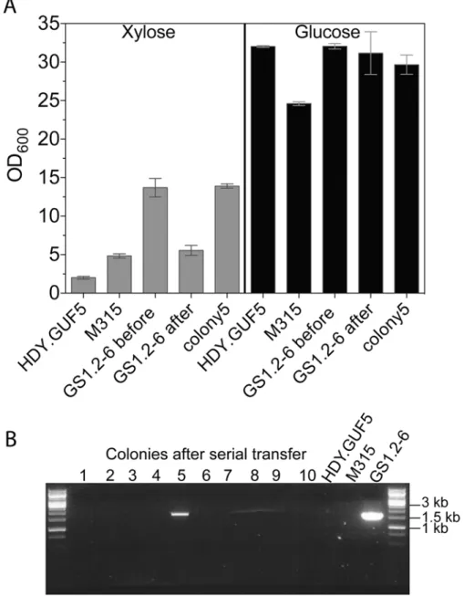Fig 6. Evaluation of the stability of the XylA-carrying circular DNA in GS1.2–6. (A) A single cell isolate, GS1.2 – 6, from the GS1.2 culture, was grown in YPD medium for about 25 generations and spread for single colonies on YPD
