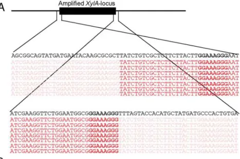 Fig 3. Sequence analysis at the borders of the amplified XylA-locus, and verification of the presence of circular or tandem repeats