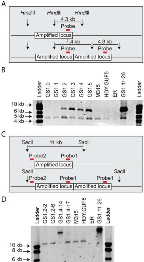 Fig 4. Evaluation of the amplified XylA-locus by Southern blot analysis. (A) and (C) show a schematic representation of the amplified XylA-locus in GS1.11–26