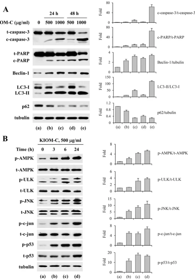 Figure 4. Induction of apoptosis and autophagy by KIOM-C via activation of AMPK, ULK, JNK, c-jun, and p53