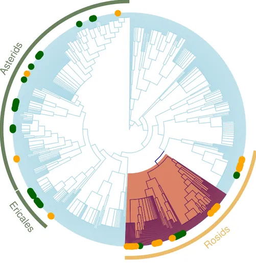 Figure 4 Regional plant phylogeny with 891 species. Green circles correspond to species of the impor- impor-tant clades in less altered communities (LUC &lt; 0.05) and yellow circles represents imporimpor-tant clades in highly altered communities (LUC &gt;