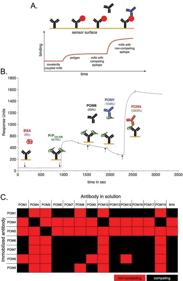 Figure 4. Pair-wise mapping of POM antibodies using surface plasmon resonance. (A) Schematic representation of experimental setup used pair-wise mapping