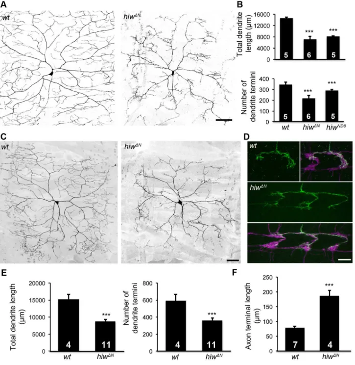 Figure 1. Hiw differentially regulates dendrite and axon growth in C4da neurons. (A) Dendrites of the C4da neuron ddaC in hiw DN homozygous mutant larvae are reduced, as compared to wild-type (wt)