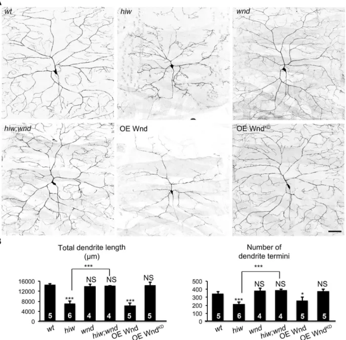 Figure 2. Wnd mediates the functions of Hiw on dendritic growth. (A) Loss of wnd blocks dendrite reduction in hiw mutants, and ectopic Wnd restrains dendritic growth